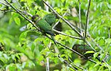 Black-capped Parakeetborder=